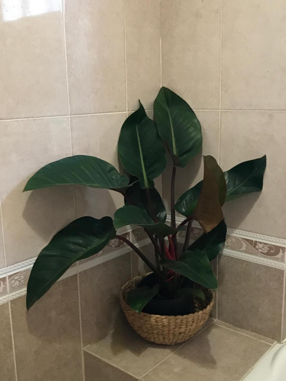 וונג טאו Gia Hung Motel מראה חיצוני תמונה